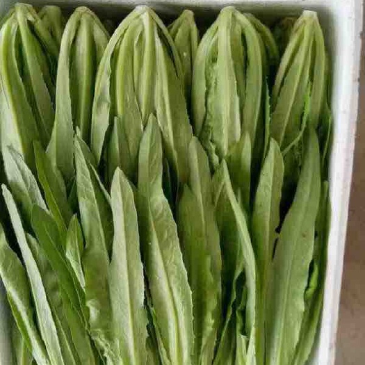邯郸美冠油麦菜 15~20cm以上