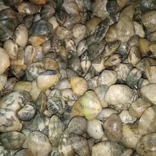 北海车螺 花蛤，花甲螺，各种海螺