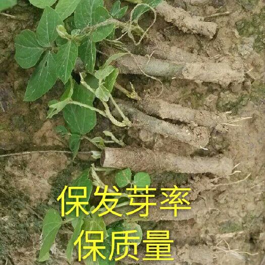 藤县辣椒种子 无渣粉葛苗