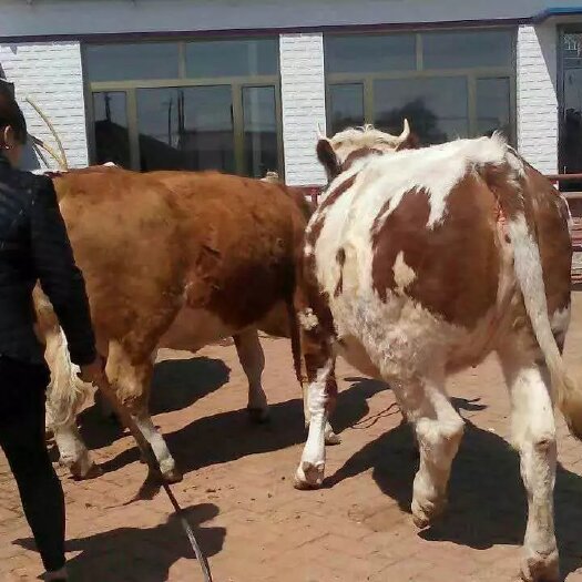 黑白花奶牛 200-300斤