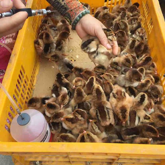 南宁土鸡苗