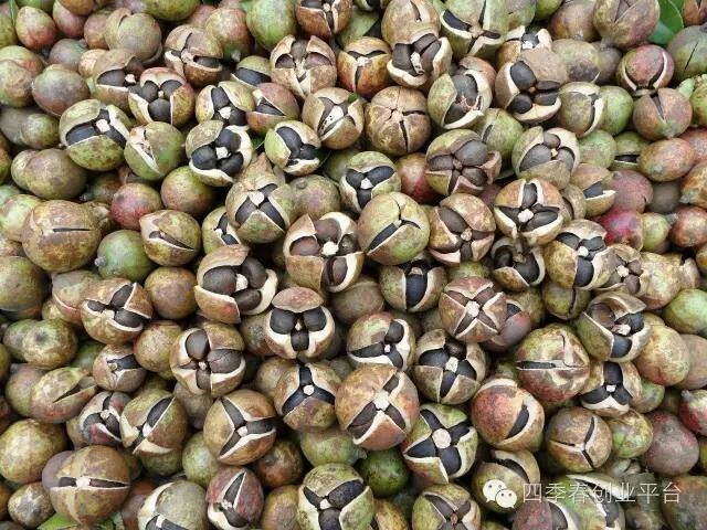 凌云县山茶油 压榨法