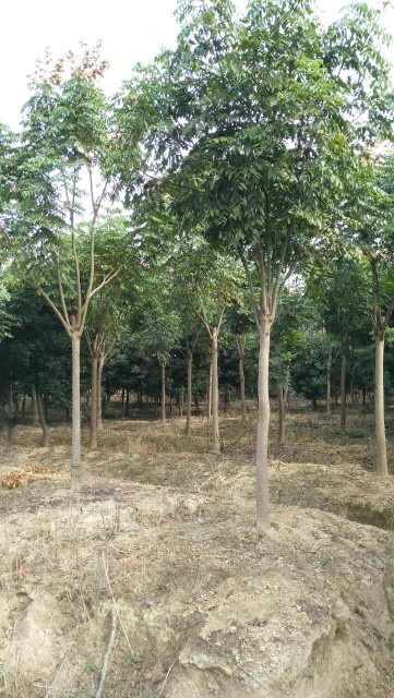 栾树，南栾， 栾树价格，栾树产地，大量处理5-30公分