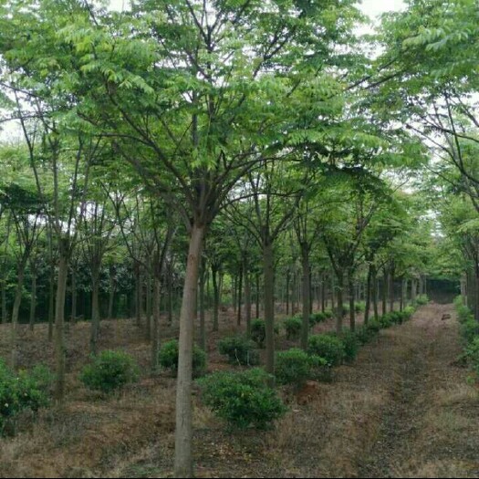 南京栾树价格，栾树基地，栾树产  3--30公分栾树大量处理