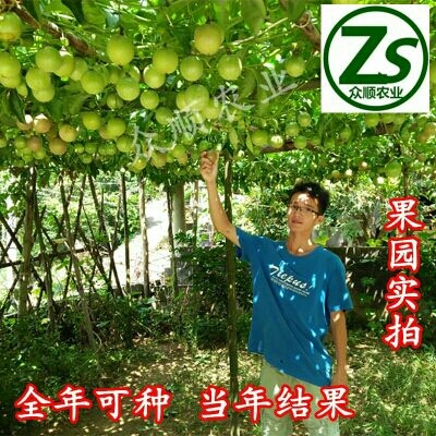 容县紫果苗 