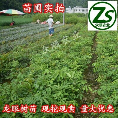 容县石硖苗