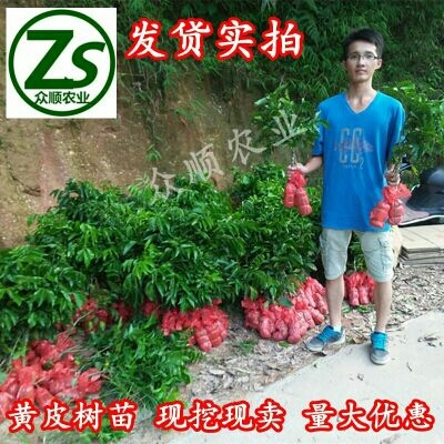 容县鸡心黄皮苗