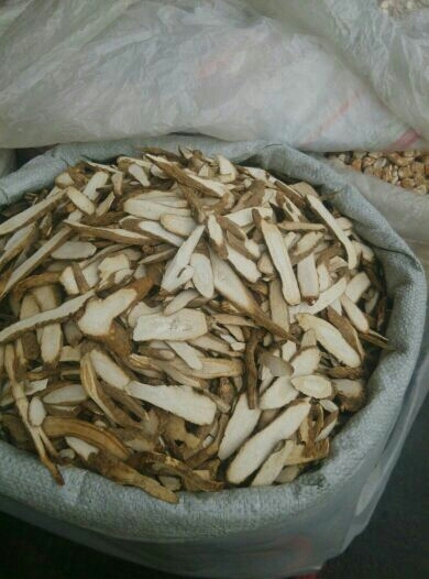 成都川白芷 