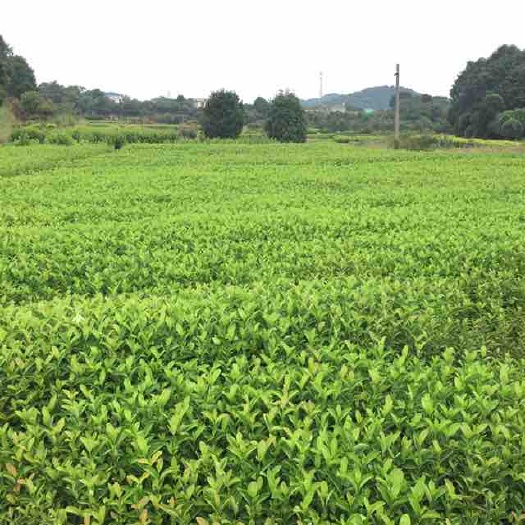 株洲春鹃 0.5米以下 