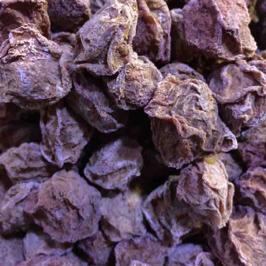 广州凉果 6-12个月 