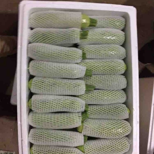 建水县绿皮西葫芦  云南精品西葫芦，质量好颜色绿