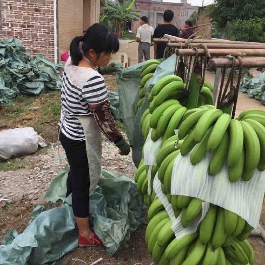 西贡蕉  大量供应香蕉，条蕉