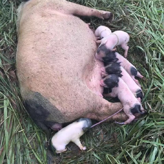 彭泽县巴马香猪苗幼崽活苗活体包活猪苗