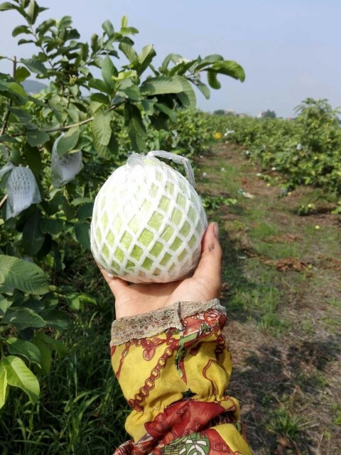 玉林珍珠番石榴 200-250克 