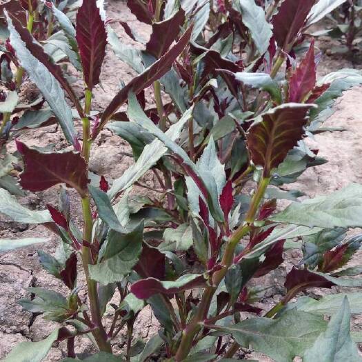 北京紫茎绿叶种 12cm以上