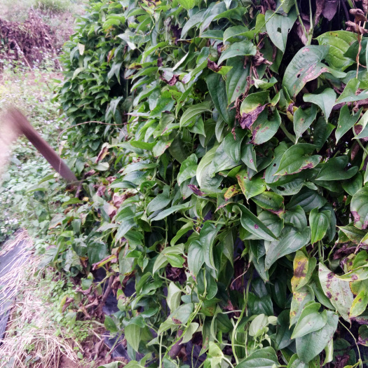 文成县糯米白山药 文成特产