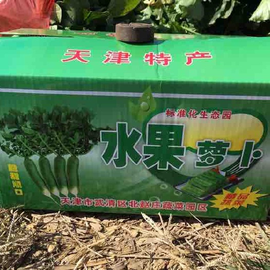 天津水果萝卜 1~1.5斤