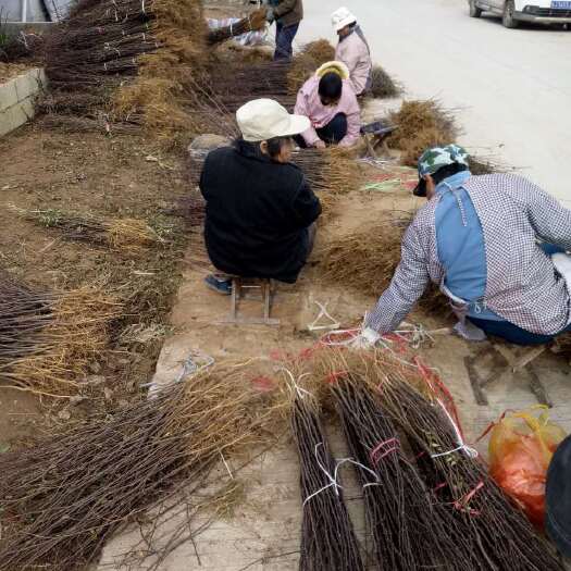 泰安大红袍花椒苗规格03以上原圃苗