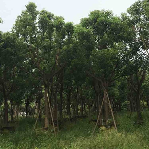 漳浦县全冠香樟