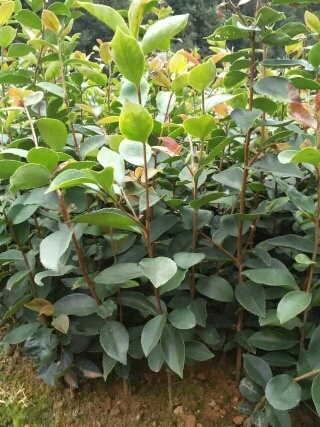 清流县芩软2号油茶