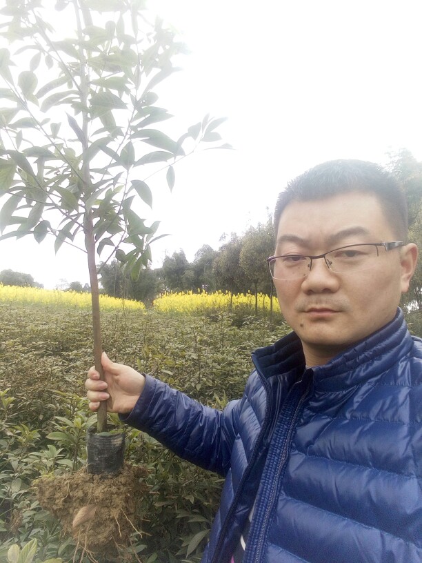细叶楠木