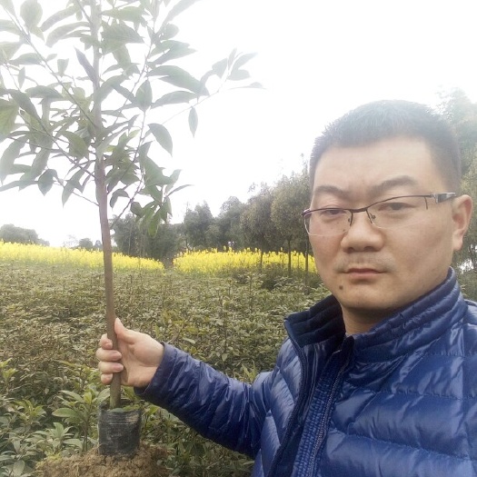 雅安细叶楠木