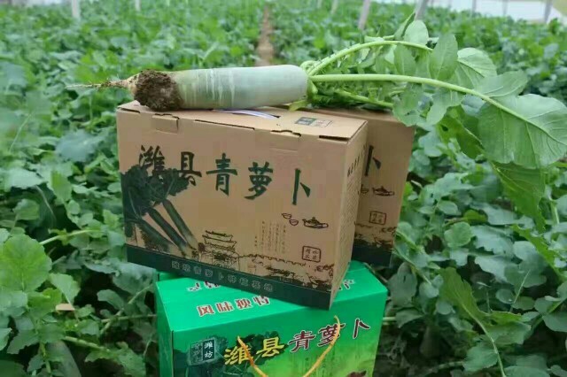 潍坊水果萝卜 1~1.5斤 