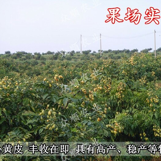 容县鸡心黄皮苗