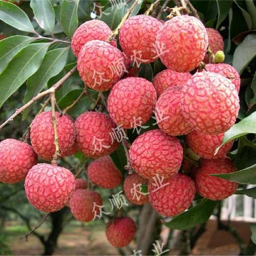 容县桂味荔枝苗