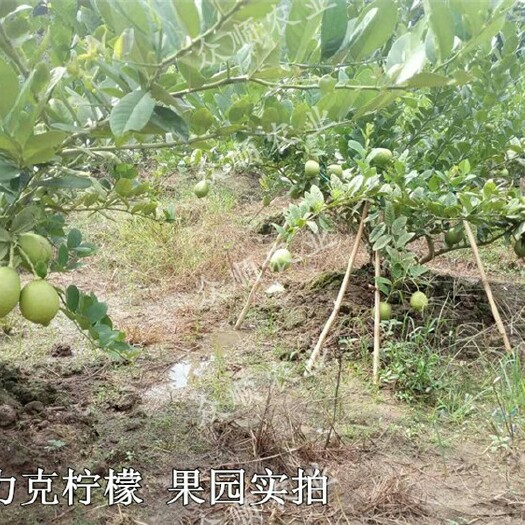 容县香水柠檬苗