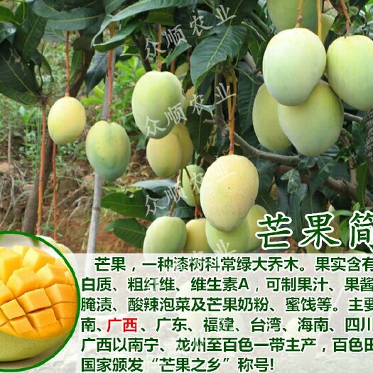 容县金煌芒果苗