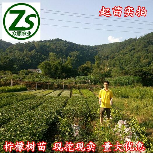 容县香水柠檬苗