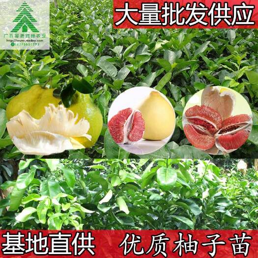 容县沙田柚苗