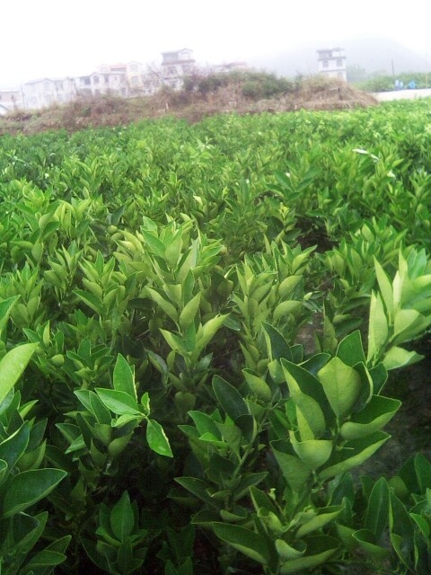 荔浦市夏橙树苗 夏橙果苗