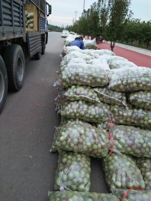 大量青州冬雪蜜桃 冷库出货中欢迎大家选购一件代发