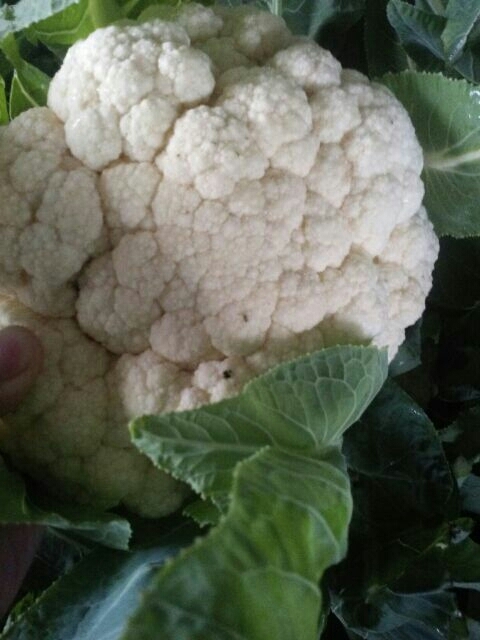 天门市白花菜花 紧密 2~3斤 乳白色