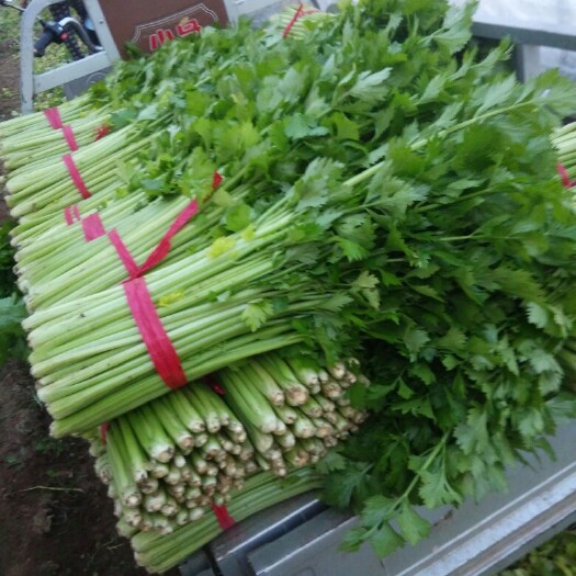 夏邑县西芹  芹菜