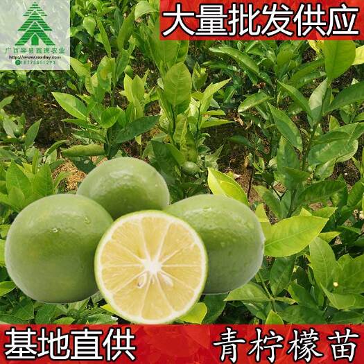 容县青柠檬苗