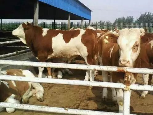 鲁西黄牛 200-300斤 统货 