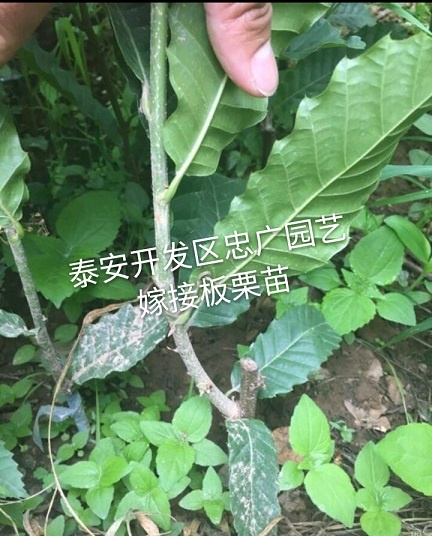 泰安泰山板栗苗 嫁接苗 1~1.5米 