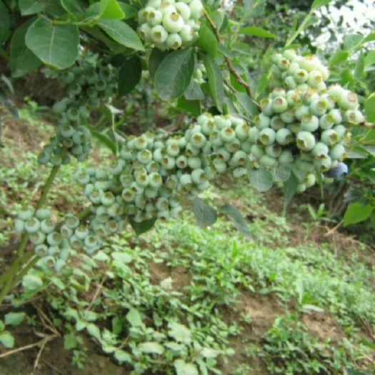 泰安美登蓝莓苗