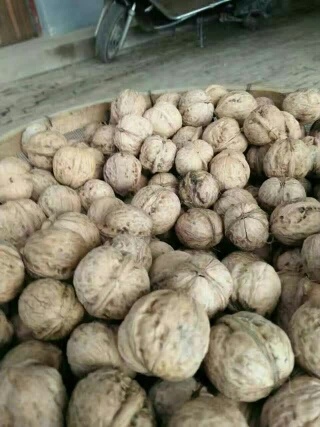 礼县薄皮核桃  甘肃老树核桃不漂白非化学成分油大香味好