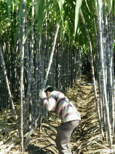 甘蔗 广西甘蔗 产地货源头 合作社种植 质量稳定