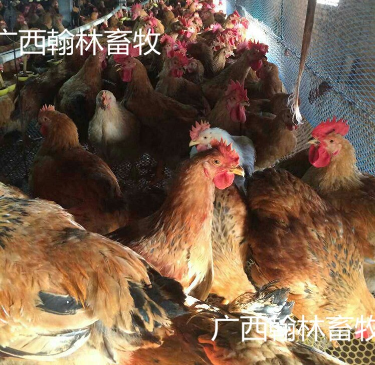 良凤花鸡苗 母