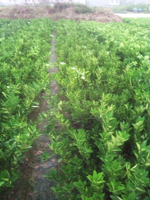 荔浦市脐橙树苗 0.5米以下 挂果树