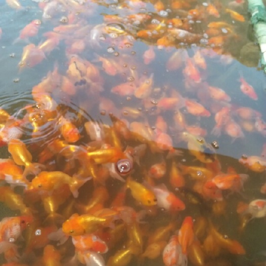 镇平县红草金鱼