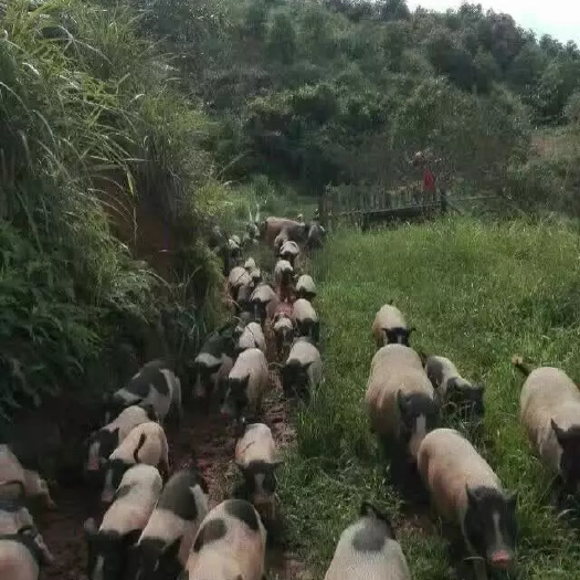 纯种巴马香猪 80斤以上