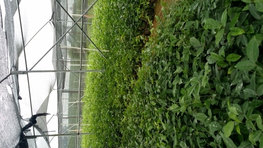 肇庆牛大力苗