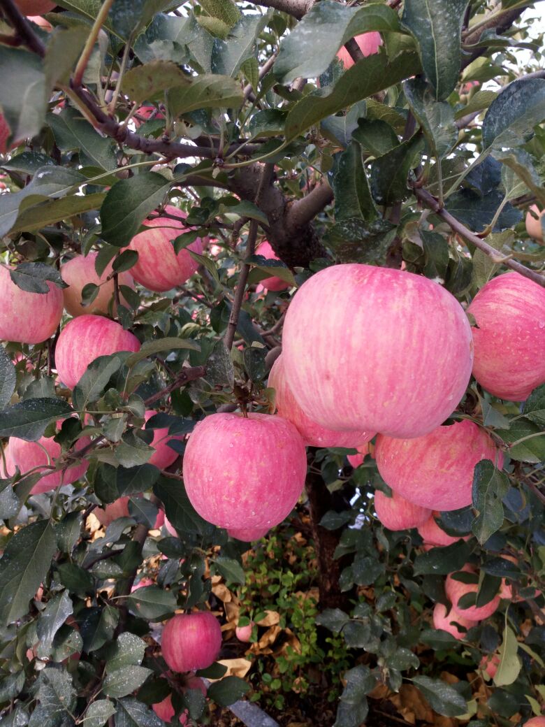 紅富士蘋果 75mm以上 條紅 紙袋