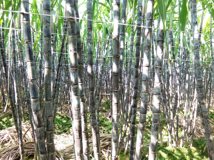 甘蔗  粗大均称 质量保证 诚信报价